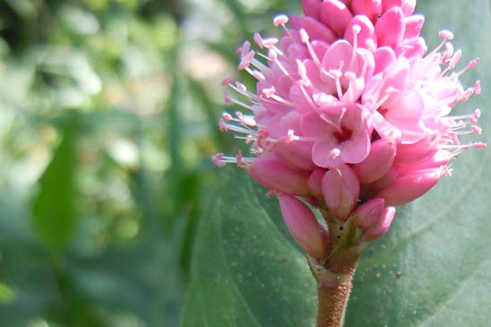 Persicaire flottante - Persicaria amphibia 