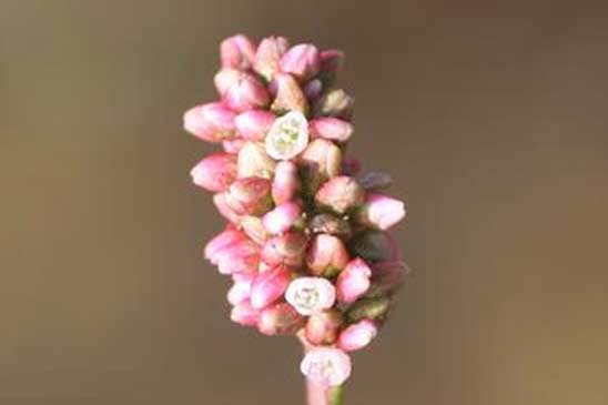 Persicaire - Persicaria maculosa 