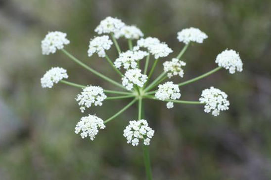 Persil de cerf - Oreoselinum nigrum 