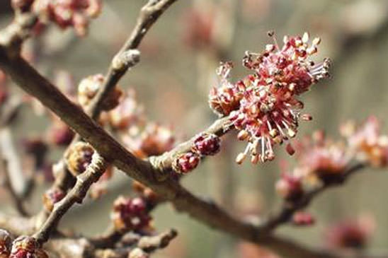 Petit orme - Ulmus minor 