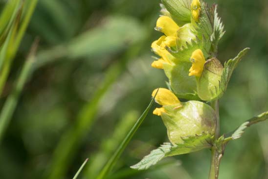 Petit rhinanthe - Rhinanthus minor 