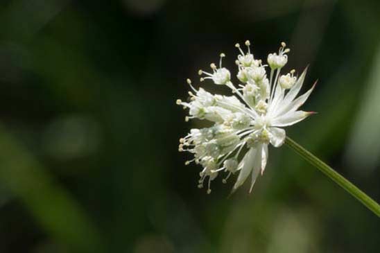 Petite Astrance - Astrantia minor 