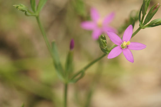 Petite-centaurée délicate - Centaurium pulchellum 