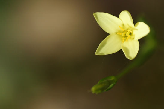 Petite centaurée maritime - Centaurium maritimum 