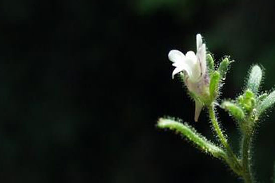 Petite Linaire - Chaenorhinum minus subsp. minus
