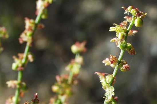 Petite Oseille - Rumex acetosella 