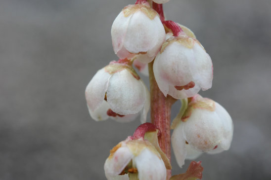 Petite Pyrole - Pyrola minor 