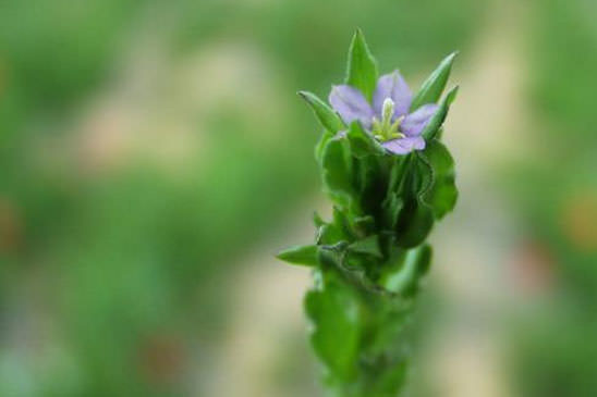 Petite Spéculaire - Legousia hybrida 