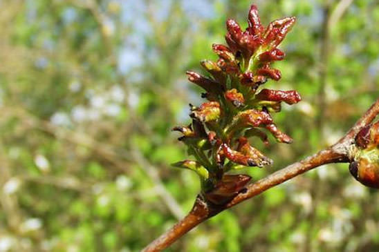 Peuplier Tremble - Populus tremula 