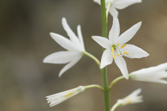 Phalangère à fleurs de lis - Anthericum liliago 