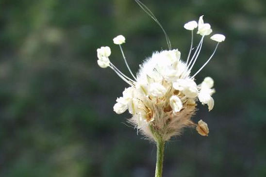 Pied-de-lièvre - Plantago lagopus 