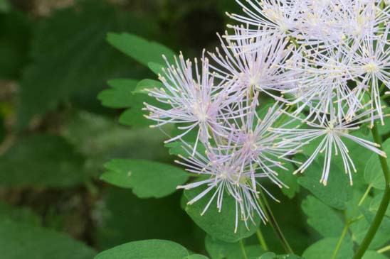 Pigamon à feuilles d'ancolie - Thalictrum aquilegiifolium subsp. aquilegiifolium