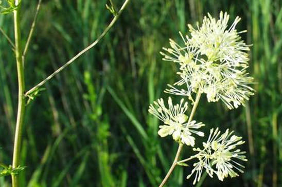 Pigamon des rives - Thalictrum flavum 