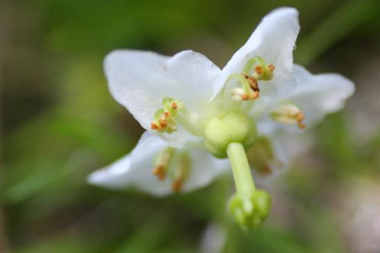 Pyrole à une fleur - Moneses uniflora 