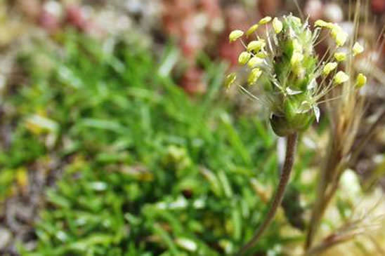 Plantain à feuilles en alène - Plantago subulata 