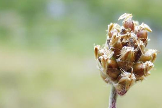 Plantain à une graine - Plantago monosperma 