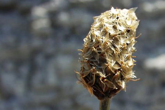 Plantain argenté - Plantago argentea 