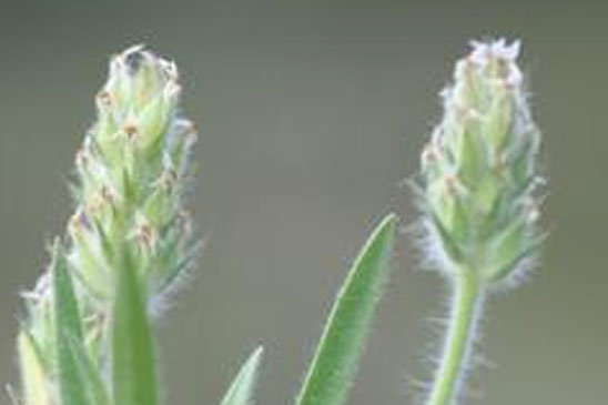 Plantain de Bellardi - Plantago bellardii 