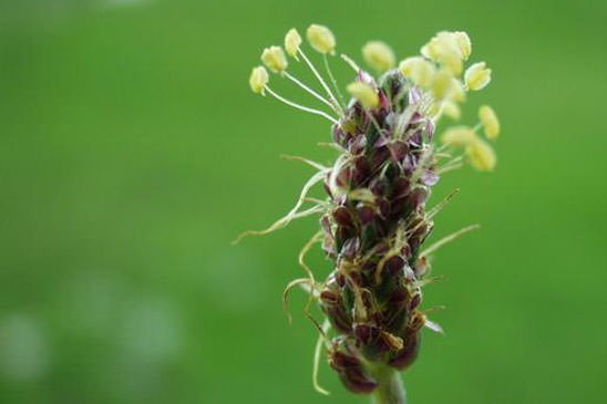 Plantain des Alpes - Plantago alpina 