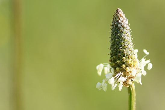 Plantain lancéolé - Plantago lanceolata 