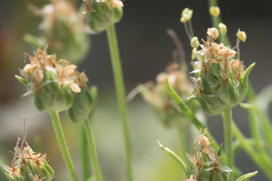 Plantain sempervirent - Plantago sempervirens 