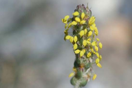 Plantain serpentant - Plantago maritima subsp. serpentina