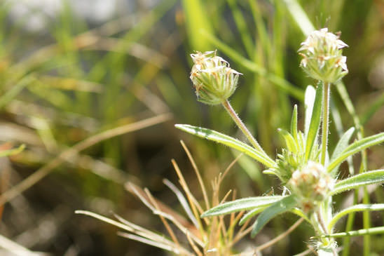 Plantain pucier - Plantago afra 