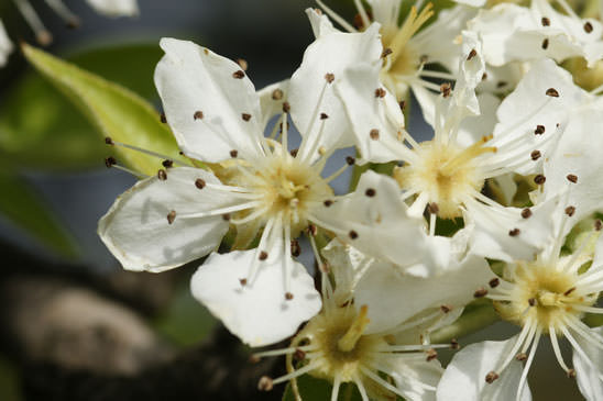 Poirier à feuilles d'Amandier - Pyrus spinosa 