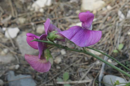 Pois de senteur - Lathyrus latifolius 