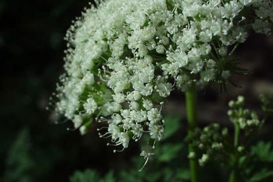 Poivre des montagnes - Katapsuxis silaifolia 