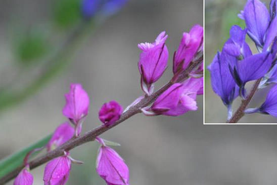 Polygala à toupet - Polygala comosa 