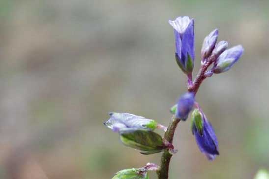 Polygala amer - Polygala amarella 