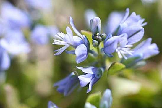 Polygala des Alpes - Polygala alpina 