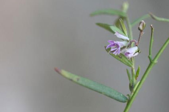 Polygala des rochers - Polygala rupestris 