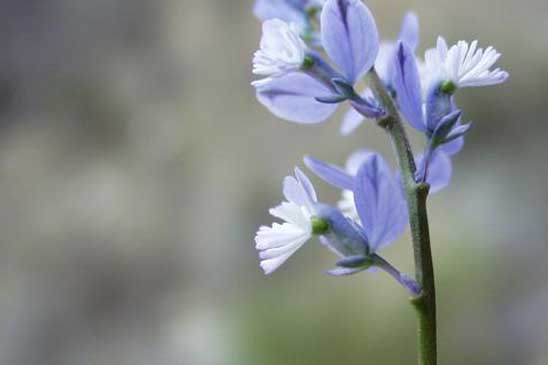 Polygala du calcaire - Polygala calcarea 