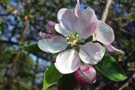 Pommier sauvage - Malus sylvestris 