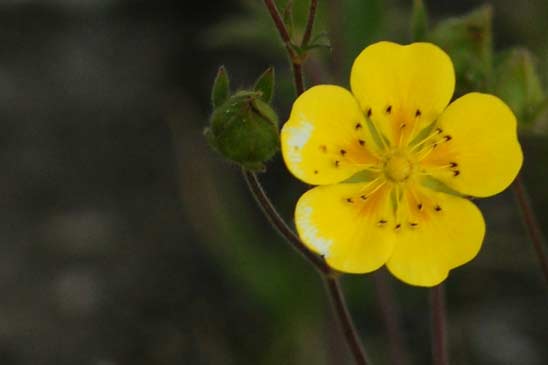 Potentille à grandes fleurs - Potentilla grandiflora 