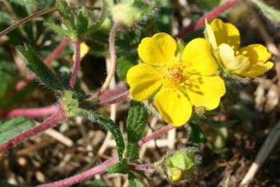 Potentille à sept folioles - Potentilla heptaphylla 