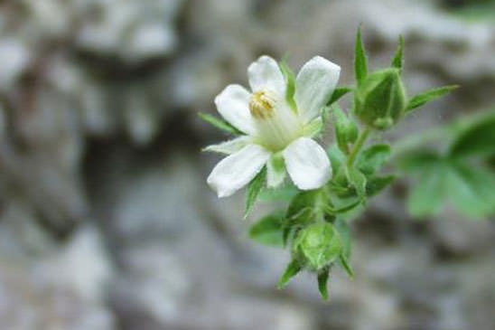 Potentille à tiges courtes - Potentilla caulescens 