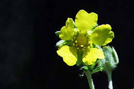 Potentille argentée - Potentilla argentea 