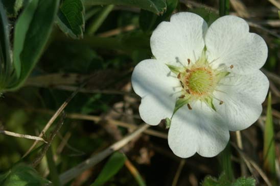 Potentille blanche - Potentilla alba 