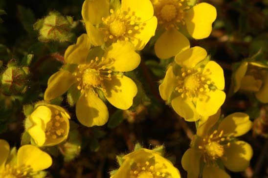 Potentille cendrée - Potentilla cinerea 