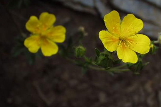 Potentille de Crantz - Potentilla crantzii 