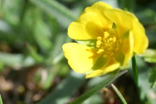 Potentille des frimas - Potentilla frigida 