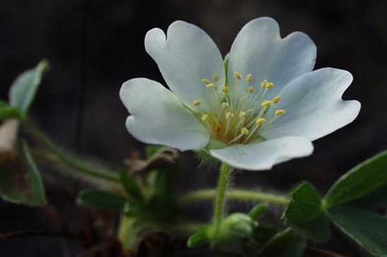 Potentille des montagnes - Potentilla montana 