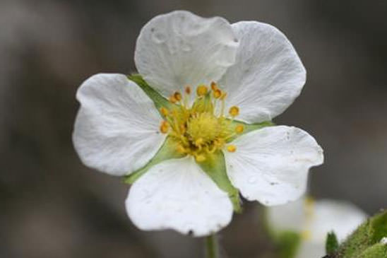 Potentille des rochers - Drymocallis rupestris 