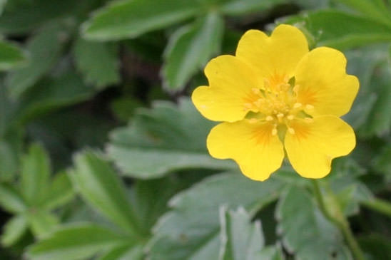 Potentille dorée - Potentilla aurea subsp. aurea