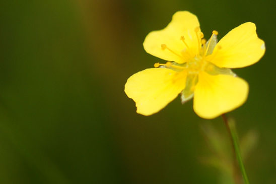 Potentille dressée - Potentilla erecta 