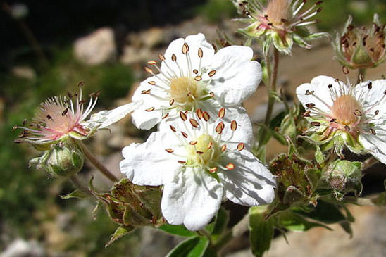 Potentille fausse Alchémille - Potentilla alchimilloides 