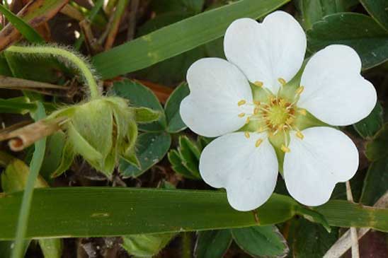 Potentille faux Fraisier - Potentilla sterilis 